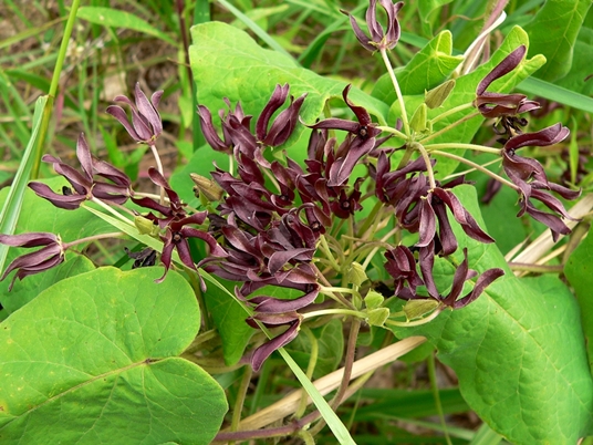 {Matelea decipiens}